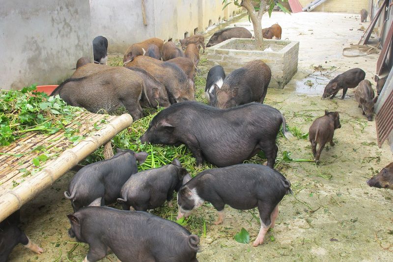 mô hình nuôi lợn rừng